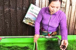 Khâu chọn giống cũng đóng vai trò quan trọng trong thành công của quá trình nuôi lươn không bùn.