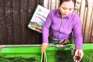 Khâu chọn giống cũng đóng vai trò quan trọng trong thành công của quá trình nuôi lươn không bùn.