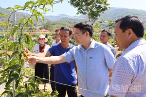 Chính sách hỗ trợ doanh nghiệp đầu tư vào nông nghiệp, nông thôn là đòn bẩy thiết yếu để Quảng Ngãi chuyển đổi nền nông nghiệp manh mún sang sản xuất hàng hóa quy mô lớn, ứng dụng công nghệ cao và phát triển bền vững.