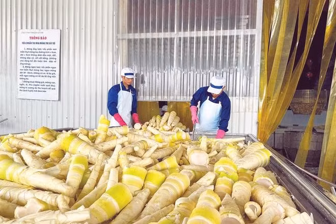 Măng bát độ được chế biến tại Công ty TNHH Yamazaki Việt Nam.