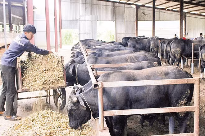 Mô hình nuôi bò lai 3B tại xã Chiềng Mai, tỉnh Sơn La đang mở ra hướng sản xuất mới.