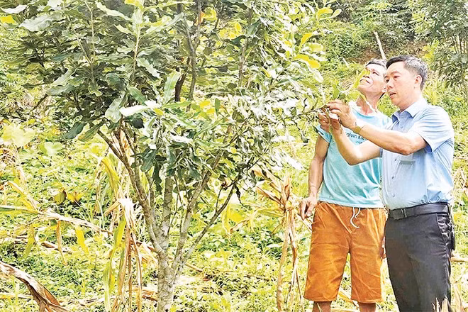 Chủ tịch Ủy ban nhân dân xã Sáng Nhè Phạm Ngọc Điện (bên phải) thăm vườn cây mắc-ca của người dân bản Pá Ỏ.