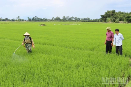 Chính quyền xã Xuân Lộc đốc thúc, hướng dẫn người dân phòng trừ sâu bệnh gây hại trên lúa.