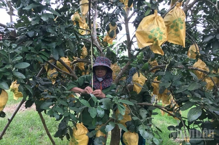 Người dân các xã trồng bưởi Phúc Trạch đang khẩn trương thực hiện các giải pháp bảo vệ cây trồng trước bão.