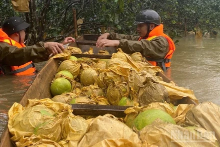 Công an xã Phúc Trạch giúp bà con nông dân thu hoạch bưởi.