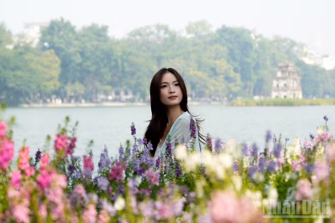 Những thảm hoa violet Nhật nở rộ bao quanh một góc Hồ Gươm thu hút đông đảo các bạn trẻ đến tham quan, chụp ảnh. (Ảnh: QUỲNH ANH)