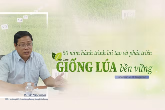 50 năm hành trình lai tạo và phát triển giống lúa bền vững
