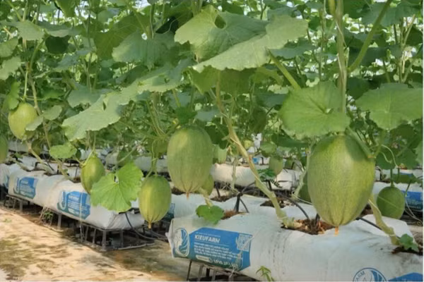 Lâm Đồng, đánh thức tiềm năng đại ngàn bằng nông nghiệp số và chuyển đổi xanh. (Ảnh: Hải Linh)
