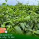 Cao dây thìa canh