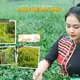 Trà túi lọc an thần Pù Mát