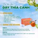 Trà túi lọc dây thìa canh