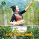 Trà túi lọc dây thìa canh