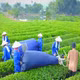 Chè xanh Sông Lô