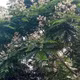 Mật ong Văn Phú