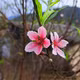 Đào phai Xuân Sơn