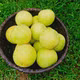 Bưởi Phúc Trạch sinh thái CHOA