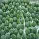 Bó xôi cấp đông Dalat Agri Foods