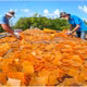 Bánh phồng tôm tít