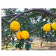 Bưởi tôm vàng Thượng Mỗ
