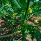 Trà hoa đu đủ Song Linh