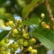 Trà nụ vối Hà Diệp
