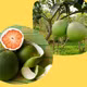 Bưởi da xanh Châu Hưng