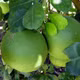 Bưởi da xanh Châu Hưng