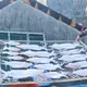 Mực một nắng Cửa Nhượng