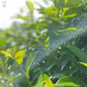 Cao thìa canh Thanh Bình
