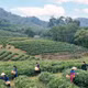 Chè Thôm Lòa