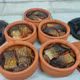 Cá kho Thắng Chung