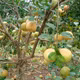 Bưởi Phú Hải