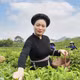 Chè Thôm Lòa