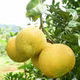 Bưởi Phú Hải