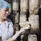 Nấm mộc nhĩ thái sợi Tuấn Linh (50g)