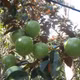 Vú sữa Lò Rèn