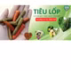 Tiêu lốp Kiết Tường