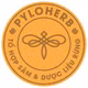 Sâm mật ong Pylo