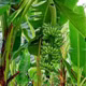Chuối ngự Hồng Cam