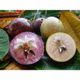 Vú sữa Tân Yên