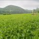 Chè xanh Bản Ven