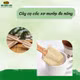 Cây rửa ly bốn cánh