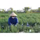 Nụ hương thảo Việt Kết