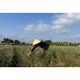 Tỏi đen An Thịnh