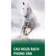 Cao ngựa bạch Phong Vân