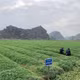 Bột ngải cứu ngâm chân