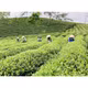Chè nõn Tân Thái Dương 168