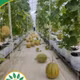 Dưa lưới Afarm 