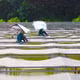 Miến dong Việt Cường
