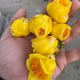 Trà hoa vàng Quy Hoa